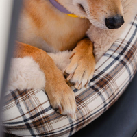 Resebänk För Hund – Bekväm Och Lätt Att Installera 